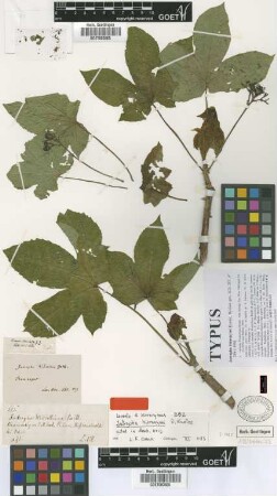 Jatropha weddelliana Baill.
