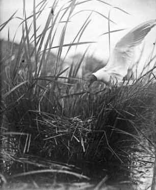 Lachmöwe : Eine Lachmöwe (Chricocephalus ridibundus Linnaeus) beim Anflug auf das Nest.