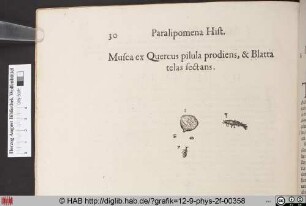Musca ex Quercus pilula prodiens, & Blatta telas sectans.