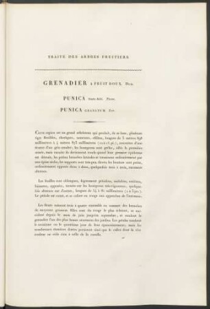 Grenadier A Fruit Doux. Duh. Punica. fructu dulei. Tourn. Punica Granatum. Lin.