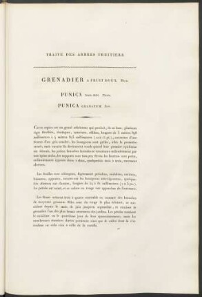 Grenadier A Fruit Doux. Duh. Punica. fructu dulei. Tourn. Punica Granatum. Lin.
