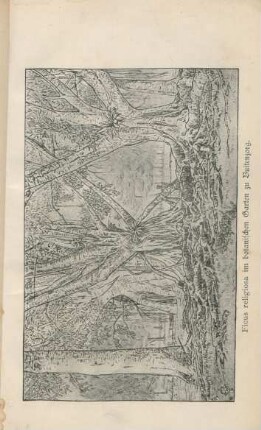 Ficus religiosa im botanischen Garten zu Buitenzorg