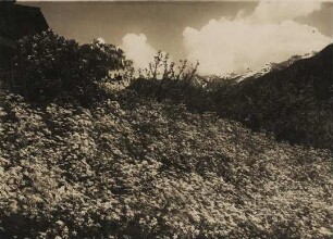 Deutschland. Oberbayern. Blühendes Wiesen-Schaumkraut im Frühling