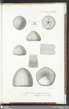 Pl. 1005
