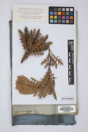 Dryandra armata Brown