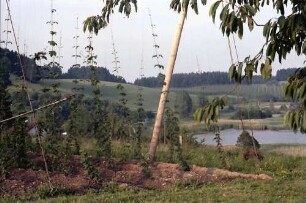 Steinenbach: Hopfenanbau oberhalb des Kreuzweihers