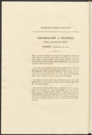 Groseiller. A Grappes, Fruit Couleur De Chair. Ribes Carneum ...