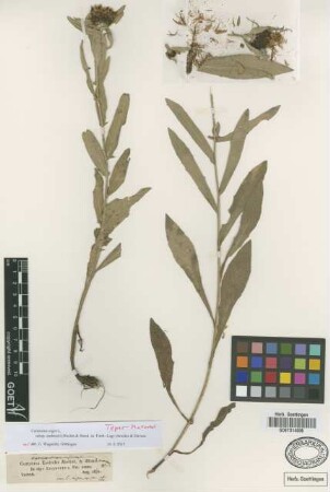 Centaurea endressii Hochst. & Steud. ex Lamotte