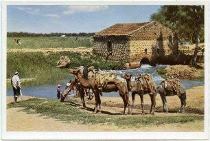 Mill at the Nahr el-'Auja. Moulin au Nahr el'Aoudja. Mühle am Nahr el-Audscha