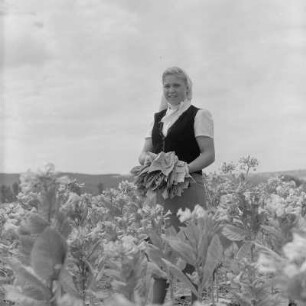 Tabakernte auf den Feldern der Landwirtschaftlichen Produktionsgenossenschaft in Konusch in der Gegend von Chaskowo