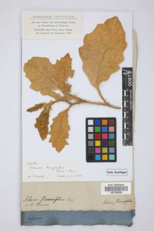 Solanum Stramonifolium Jacq.