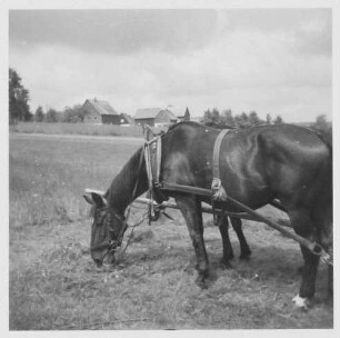 Grasendes Pferd im Geschirr
