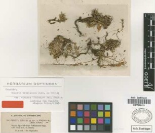Cuscuta elegans Boiss. & Balansa [isotype]
