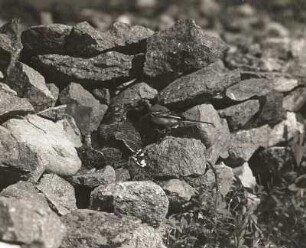 Kuckuck (Cuculus canorus L.), von weißer Bachstelze (Motacilla alba) in Feldmauer gefüttert (Nest freigelegt)