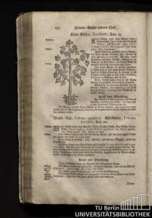 Cap. 19. Kleine Kletten, Xanthium.
