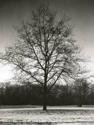 Amerikanische Platane oder Westliche Platane (Platanus occidentalis). Entlaubter Baum