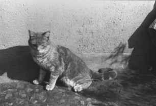 Katze von Küstermann : Portrait einer gestreiften Katze vor einer Hauswand in der Sonne