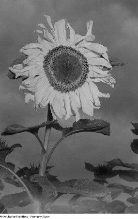 Sonnenblume (mit Blitz fotografiert)