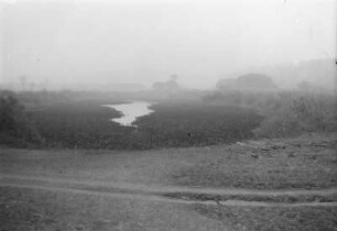 Versumpftes Tal : Blick auf ein versumpftes Tal mit Wasserhyazinten (Eichhornia).