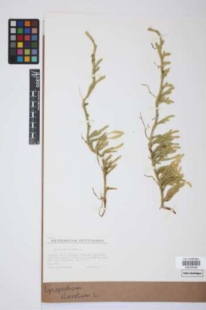 Lycopodium clavatum clavatum L.