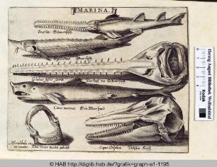 Marina: Verschiedene Fische