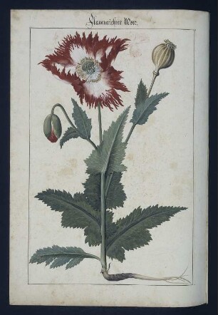 Flammischter Mon, Seite 103