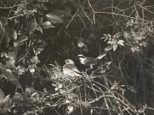 Rotrückenwürger oder Neuntöter (Lanius collurio L.), Weibchen auf dem Nest, Männchen herankommend