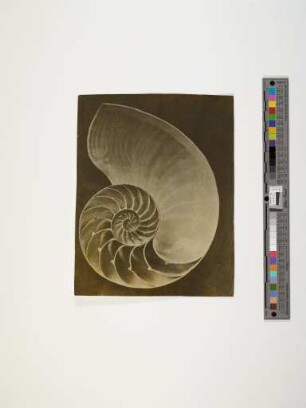 Schnecke