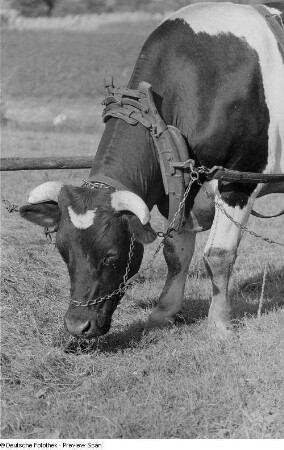 Kuh auf der Weide