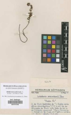 Loiseleuria procumbens (L.) Desv.