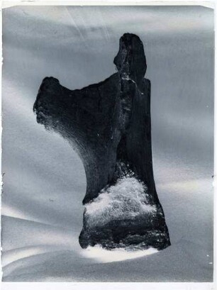 Fossilien aus der ersten Grabung, Mammuthus primigenius (Blumenbach, 1799)