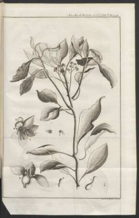 Pl. III.