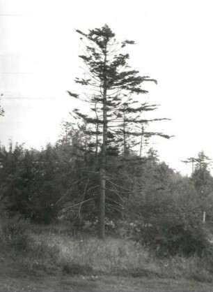 Osterzgebirge. Lugstein. Durch SO2-Immission geschädigter Wald am Lugsteinhof