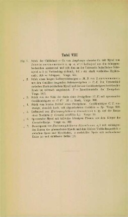 [Erläuterungen zu] Tafel VIII