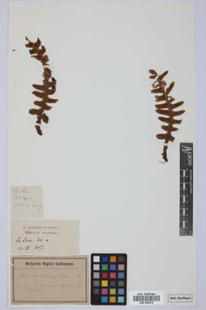 Ceterach aureum (Cav.) L. v. Buch