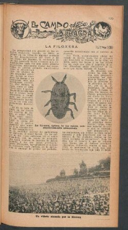La filoxera : El campo y la chacra