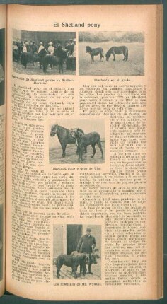 El Shetland pony