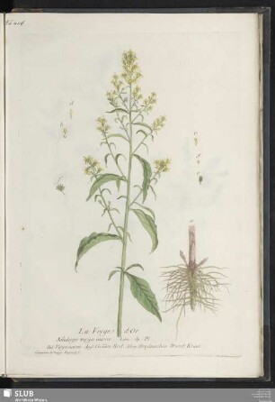 La Verge d'Or