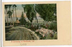 Redlands. A Driveway at Redlands, Cal.