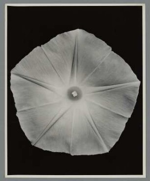 Blaue Kaiserwinde, Blütenknospen, abgeschnitten und von hinten aufgenommen (Ipomoea [Pharbitis] imperialis (praecox)