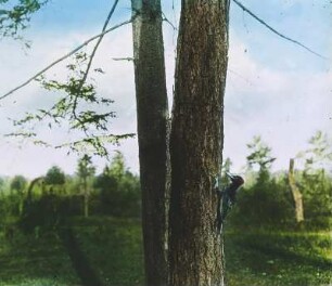 Vögel. Schwarzspecht (Dryocopus martius)