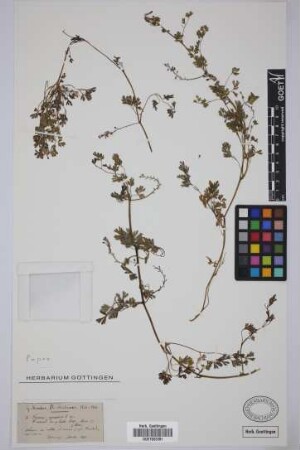 Fumaria capreolata L.
