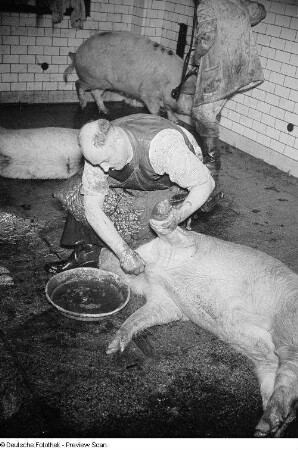 Reinigung der toten Schweine