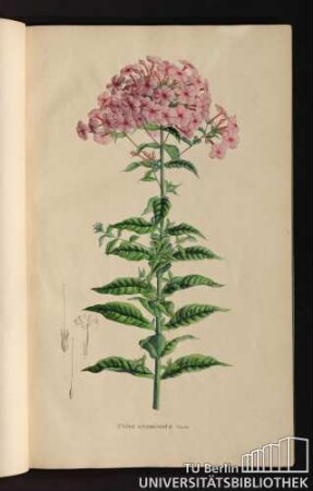 [Tab. 6.] Phlox acuminata Pursh.