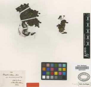 Oreopolus citrinus Schltdl. [type]