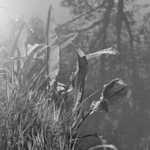Landschaftsbild. Uferpflanzen. : Wobraz krajiny. Brjohowe rostliny.