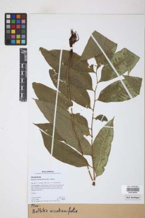 Bolbitis nicotianifolia Alston, 1932