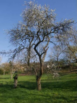 Sorte: Wagenheims Frühzwetsche - Baum 55