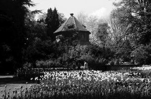 Mainau, Insel Mainau: Pressefahrt mit der DB, Tulpenblüte auf der Mainau; Blumengarten mit Wehrturm