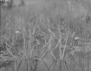 Pfeilkraut : Königswartha, blühendes Pfeilkraut (Sagittaria Linnaeus).